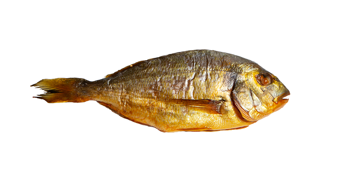 Dorade Dorade - Freigestellt