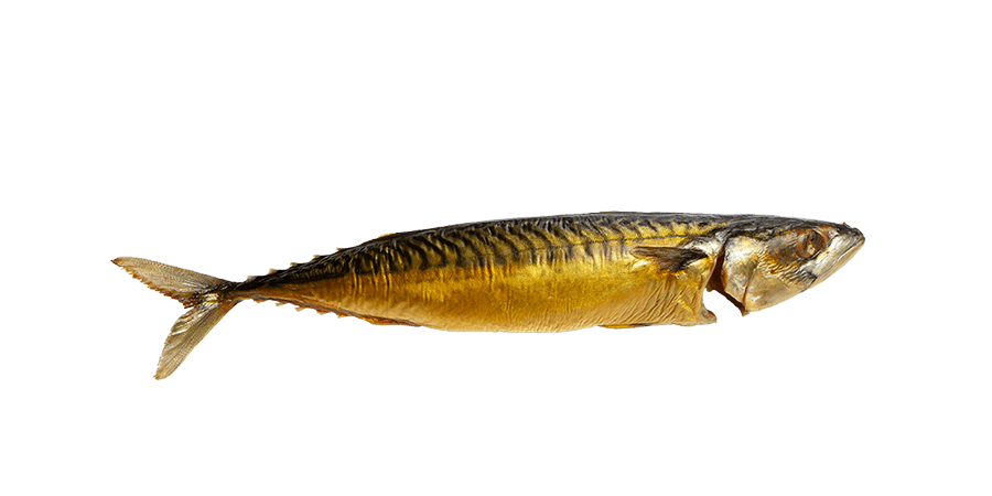 makrele_mit_kopf